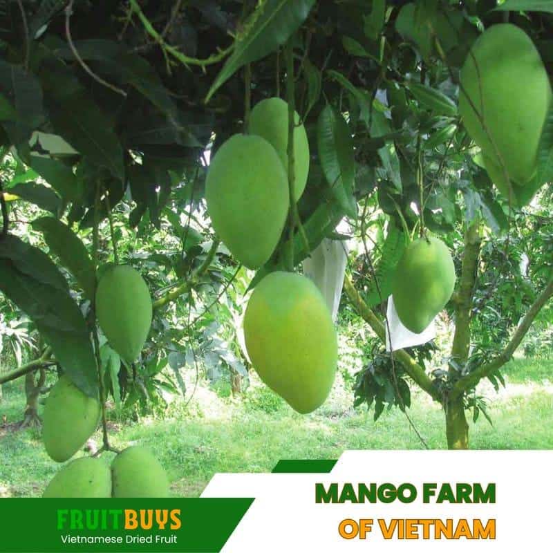FruitBuys Vietnam mango farm Of Vietnam 23926 FruitBuys Vietnam Mango Farm Of Vietnam 23926