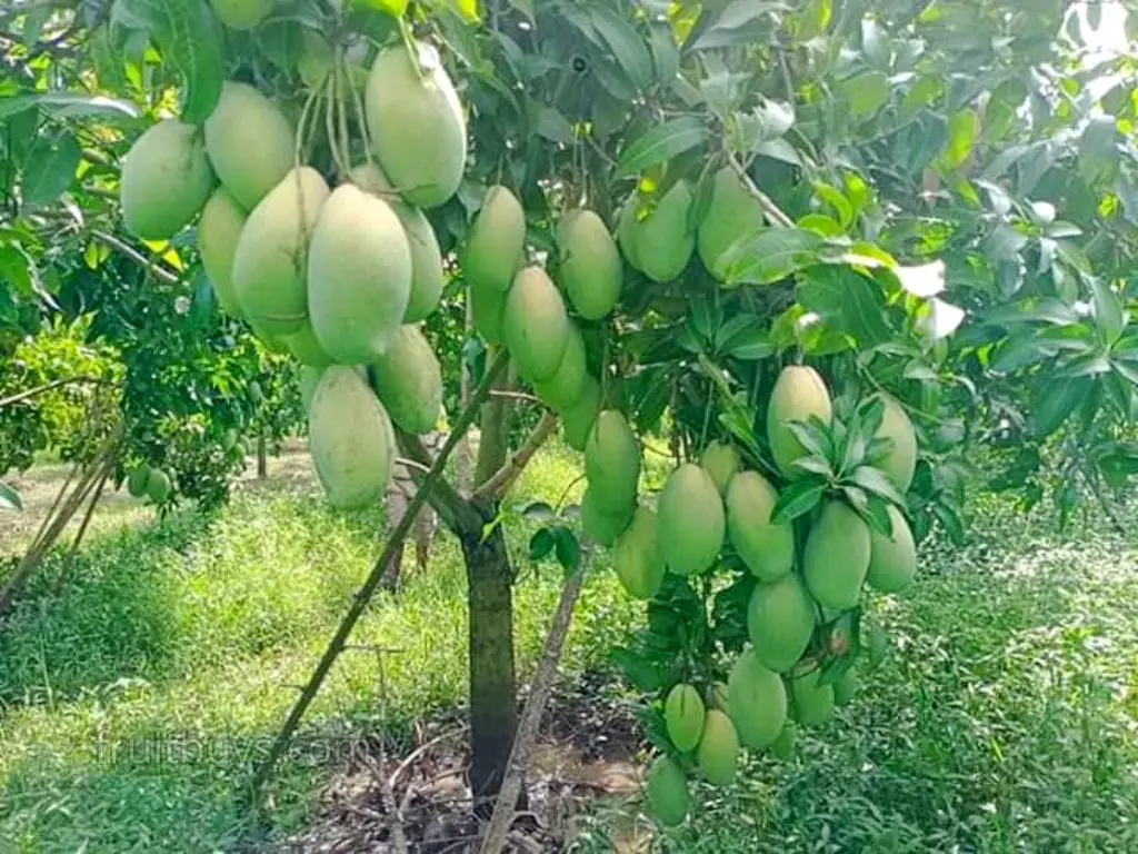 FruitBuys Vietnam 2023 Mango