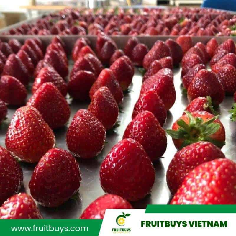 fruitbuys vietnam 230510 freeze dried strawberries 2023 2 FruitBuys Vietnam 230510 Freeze Dried Strawberries 2023 (2)