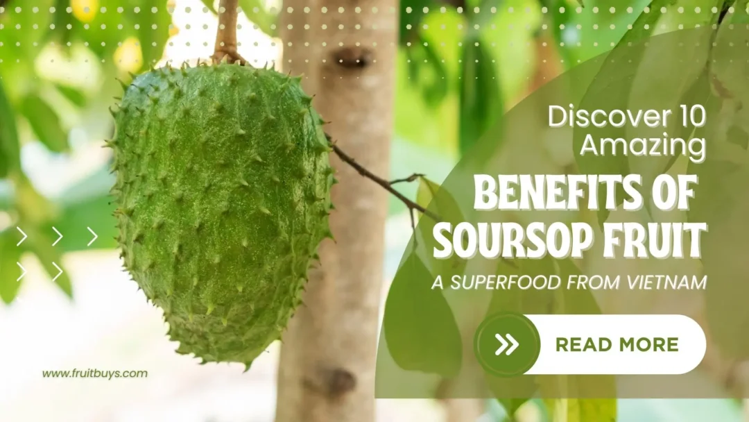 FruitBuys Vietnam Discover 10 Amazing Benefits Of Soursop Fruit A Superfood From Vietnam