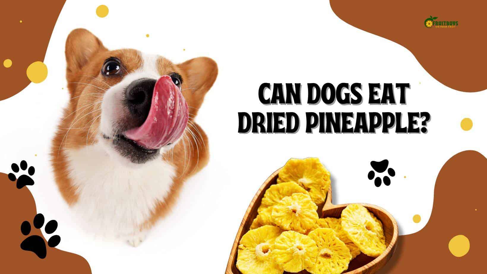 FruitBuys Vietnam  Dogs Eat Dried Pineapple