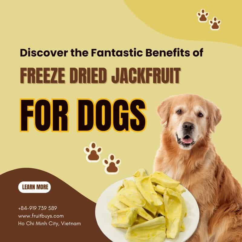 FruitBuys Vietnam  Discover The Fantastic Benefits Of Freeze Dried Jackfruit For Dogs! 23108