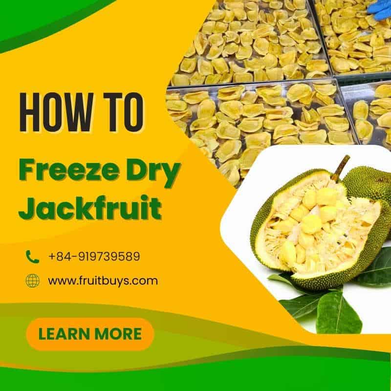 FruitBuys Vietnam  How To Freeze Dry Jackfruit 23108