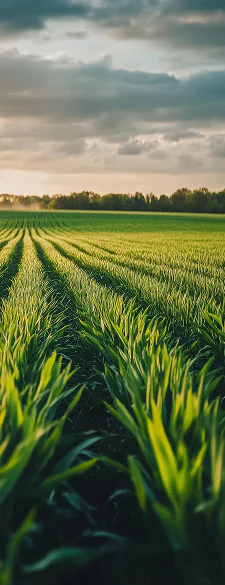 Home Home Subscribe Image 3