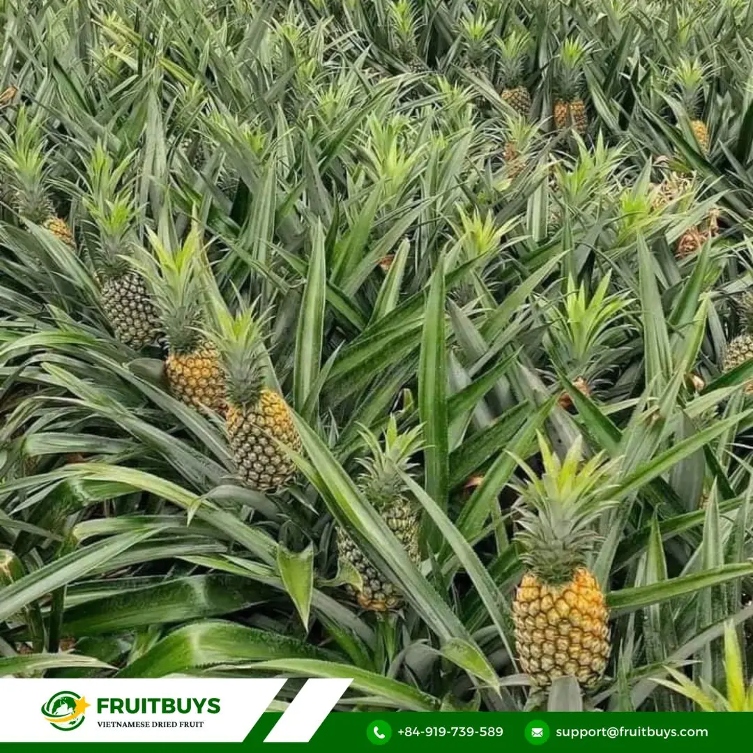 fruitbuys vietnam 1. discover the distinctive difference FruitBuys Vietnam 1. Discover The Distinctive Difference