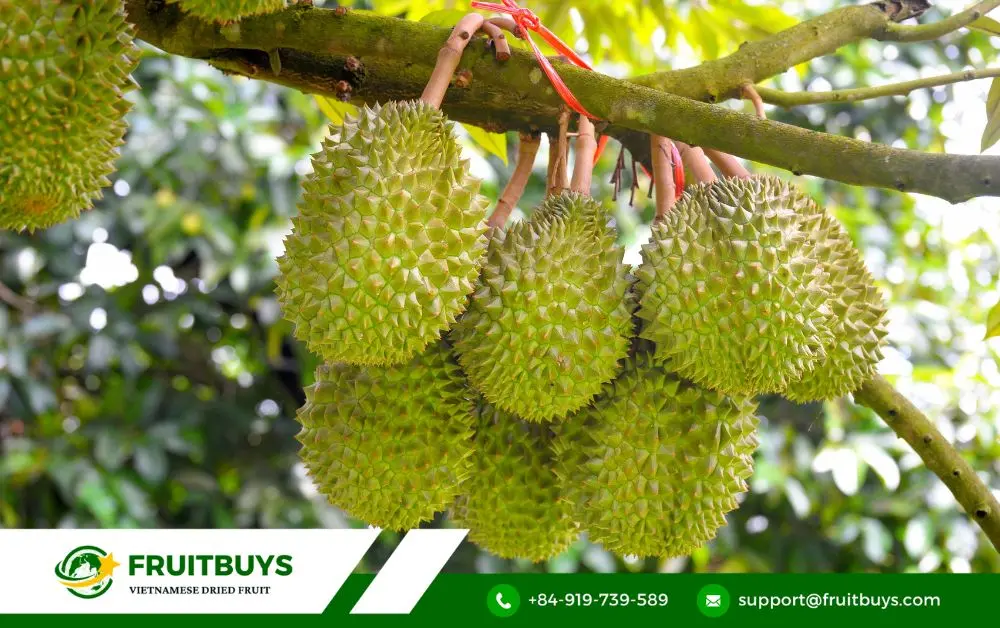 FruitBuys Vietnam 1000 X 628 (11)