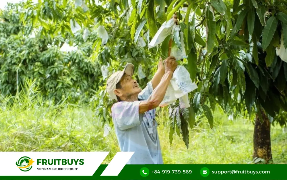 FruitBuys Vietnam 2. From Orchard To Oven_ The Journey Of A Perfect Mango Slice