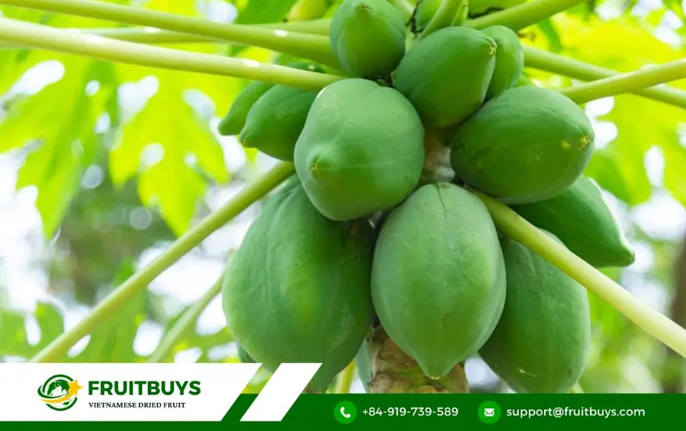 FruitBuys Vietnam 2. From Pulp To Powder_ Witnessing The Magic Of Spray Drying