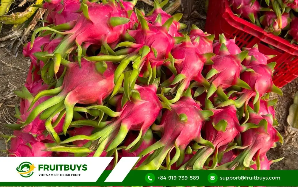 FruitBuys Vietnam 2. From Pulp To Powder_ Witnessing The Magic Of Spray Drying