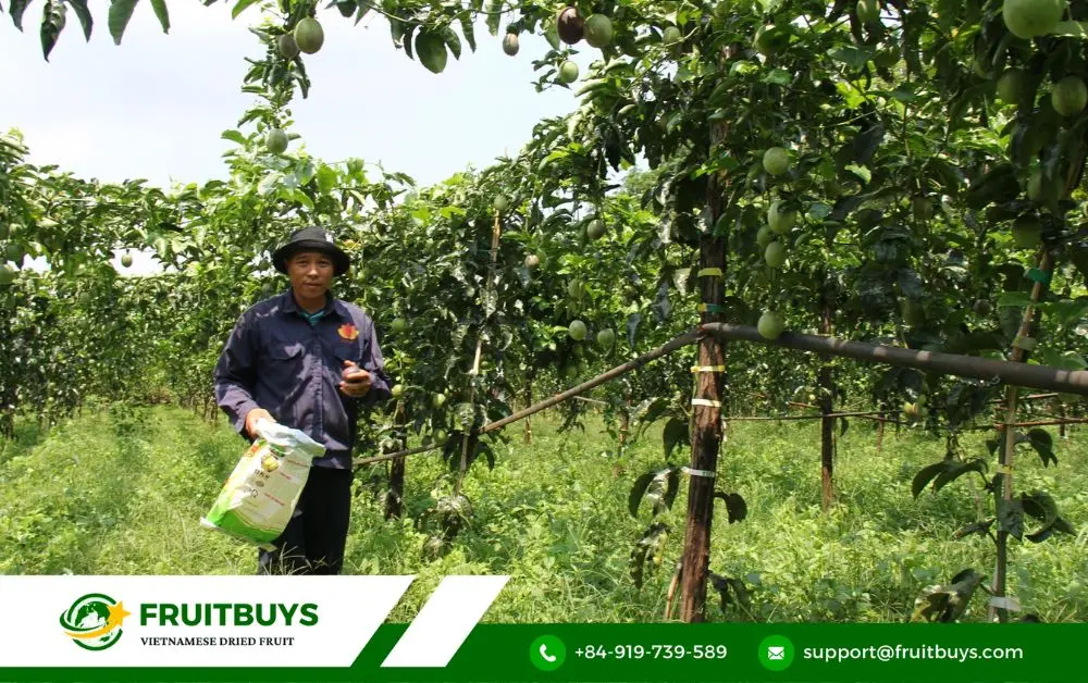 fruitbuys vietnam 2. natures candy crafted with care the secret behind fruitbuys cubes FruitBuys Vietnam 2. Nature's Candy, Crafted With Care_ The Secret Behind FruitBuys' Cubes