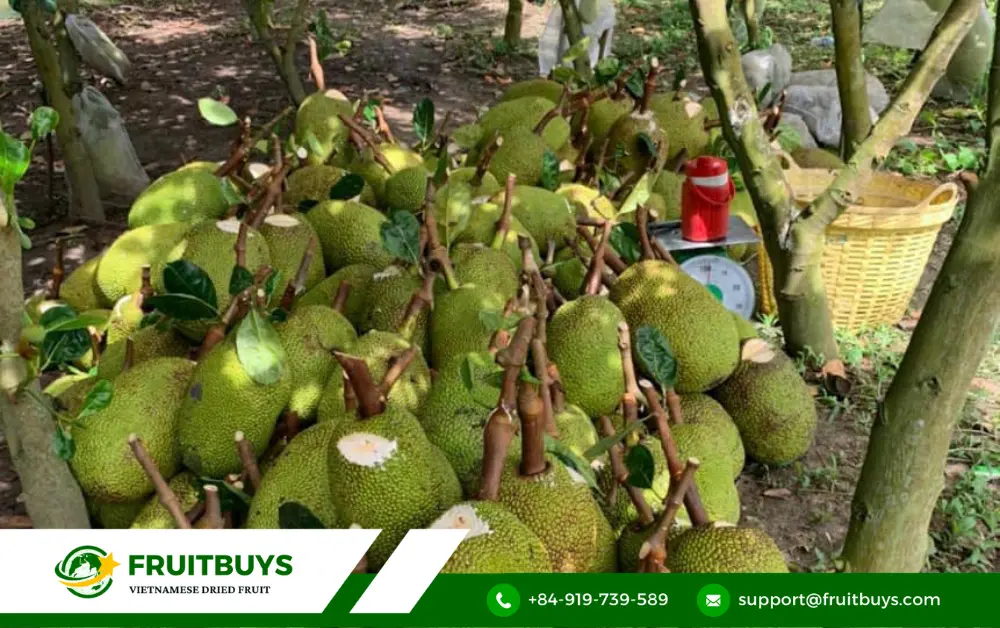 FruitBuys Vietnam 2. Stepping Into FruitBuys Vietnam's Kitchen_ A Peek At Our Meticulous Process