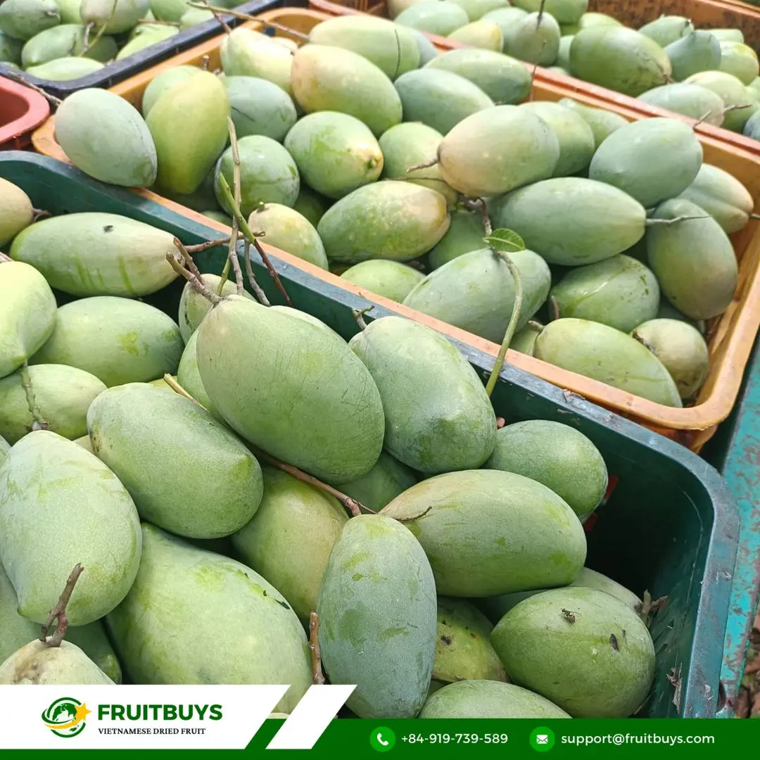 fruitbuys vietnam 2. why fruitbuys vietnams unsweetened dried mango stands out FruitBuys Vietnam 2. Why FruitBuys Vietnam's Unsweetened Dried Mango Stands Out
