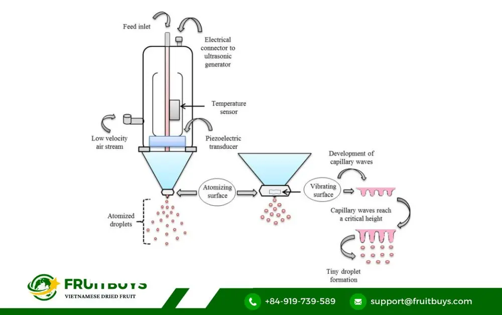 fruitbuys vietnam 3. from farm to powder the science behind spray dried pineapple perfection FruitBuys Vietnam 3. From Farm To Powder_ The Science Behind Spray Dried Pineapple Perfection
