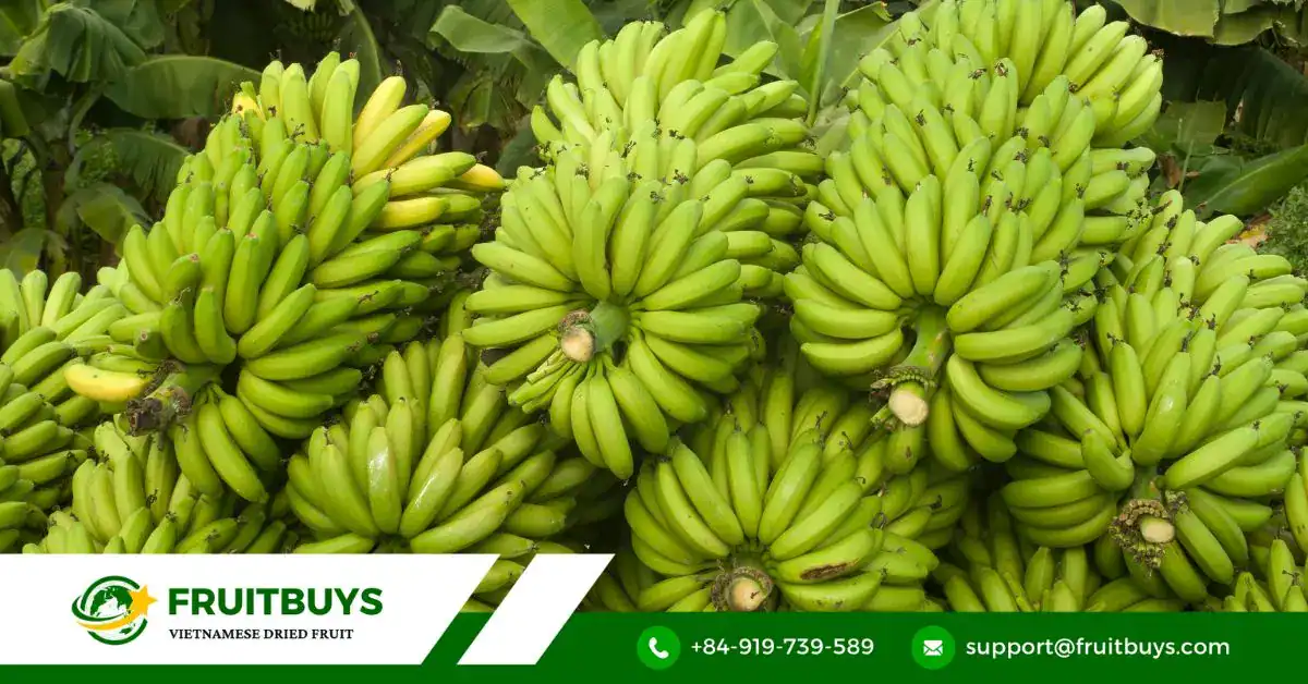 FruitBuys Vietnam Dragon Fruit Powder (1)