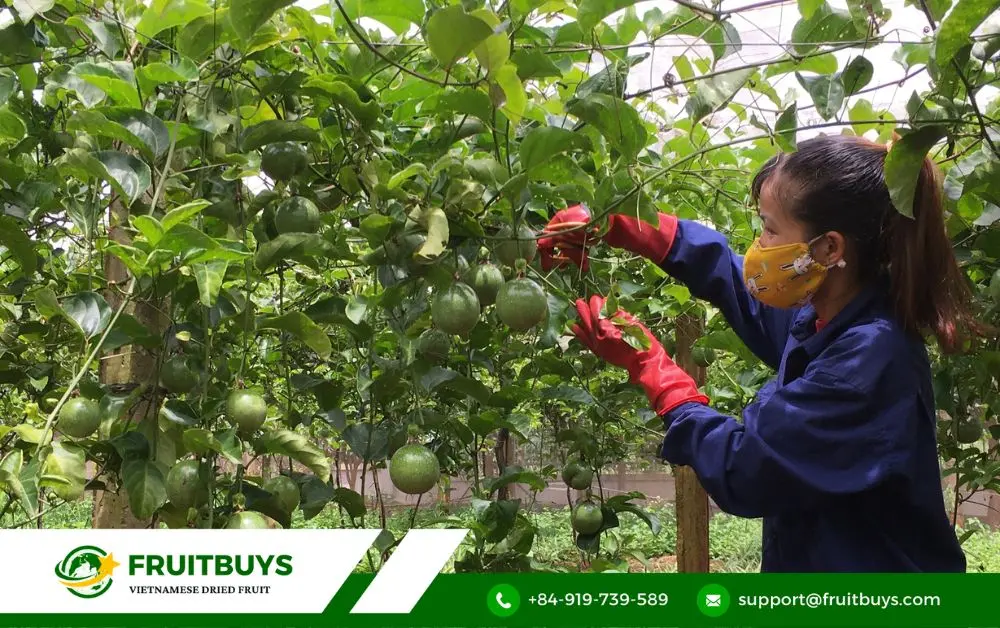 fruitbuys vietnam fruitbuys your gateway to passion fruit perfection bulk beyond 2 FruitBuys Vietnam FruitBuys_ Your Gateway To Passion Fruit Perfection (Bulk & Beyond!) (2)