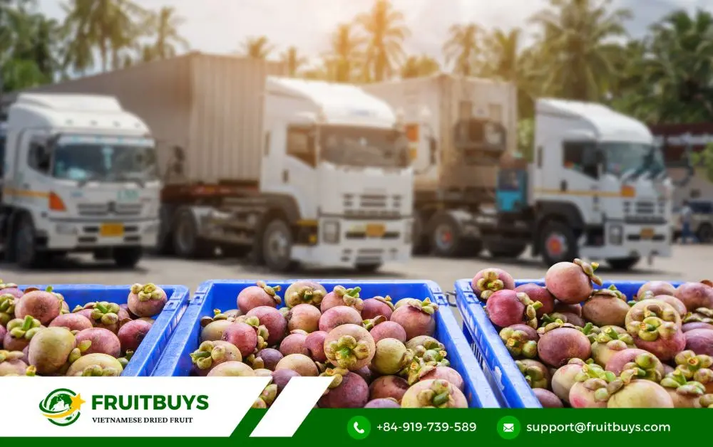 fruitbuys vietnam httpsfruitbuys.com 1 mangosteen