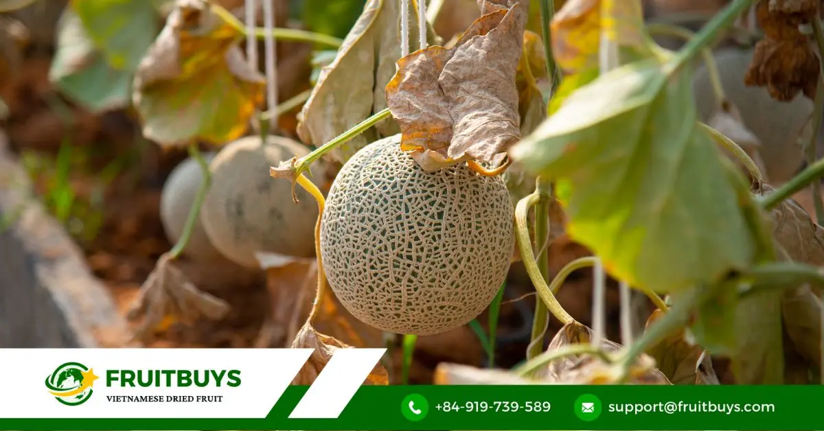 fruitbuys vietnam mini cantaloupe FruitBuys Vietnam Mini Cantaloupe