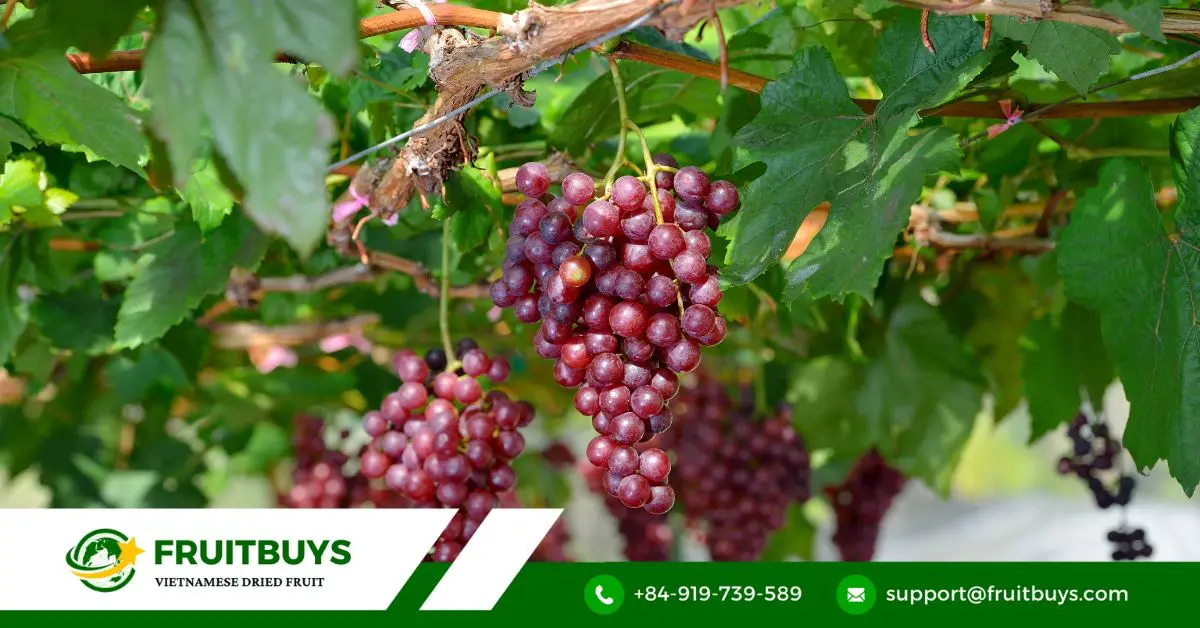 fruitbuys vietnam red grape powder 1 FruitBuys Vietnam Red Grape Powder (1)