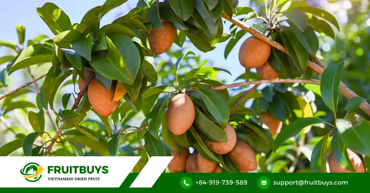 FruitBuys Vietnam Sapodilla (2)