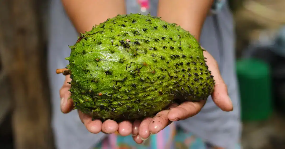 FruitBuys Vietnam Soursop (2)