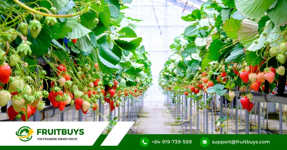 FruitBuys Vietnam Strawberry (2)
