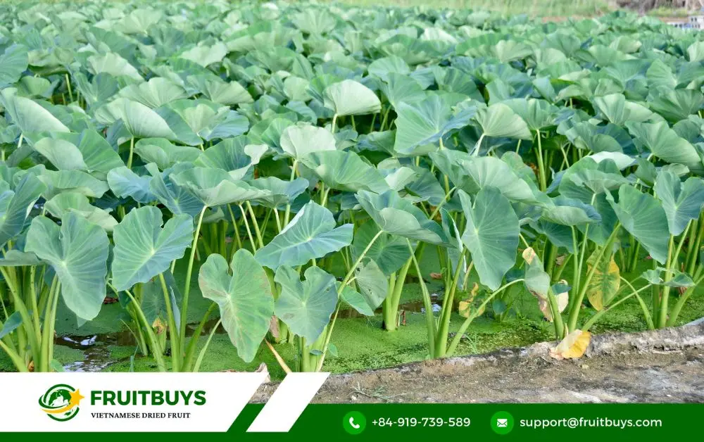 FruitBuys Vietnam Tato