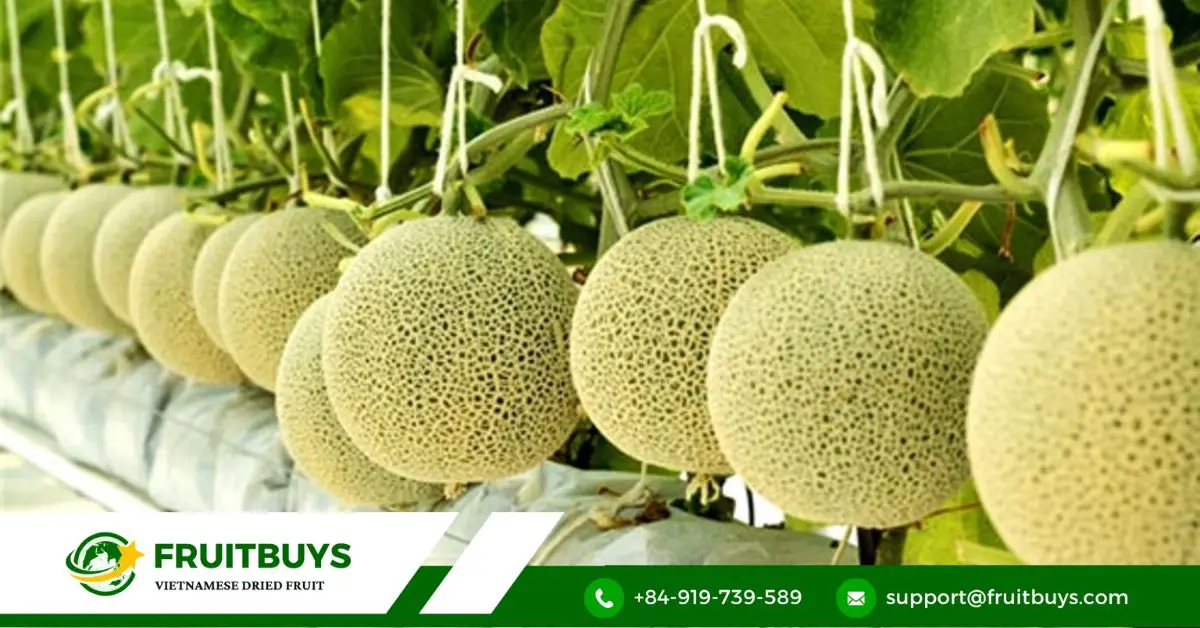 FruitBuys Vietnam Vietnam Cantaloupe (2)